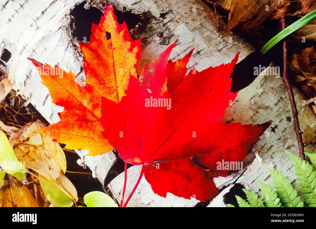 Red maple leaves against birch tree trunk, Vermont, USA Stock Photo