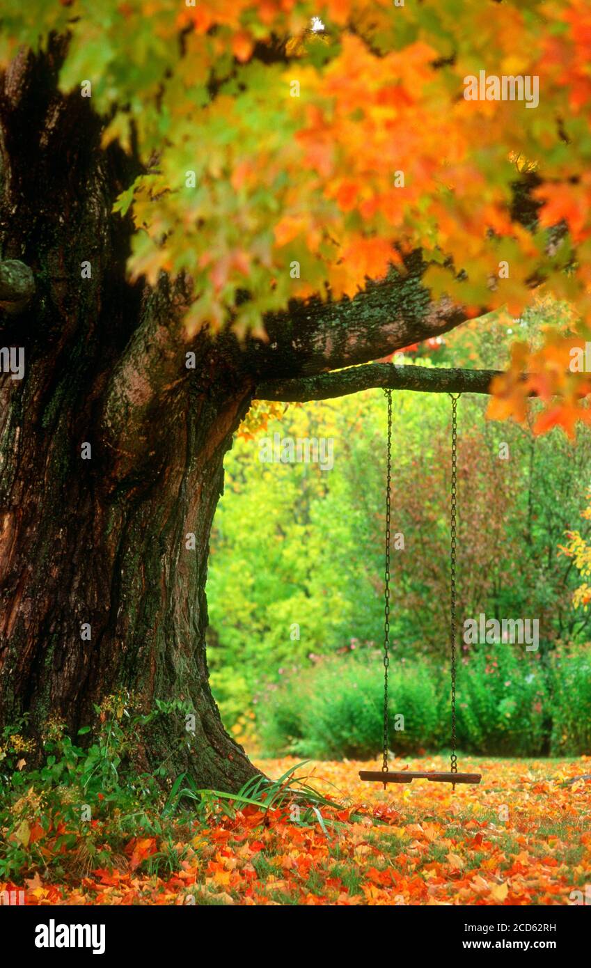 Swing hanging from maple tree in autumn, Vermont, USA Stock Photo