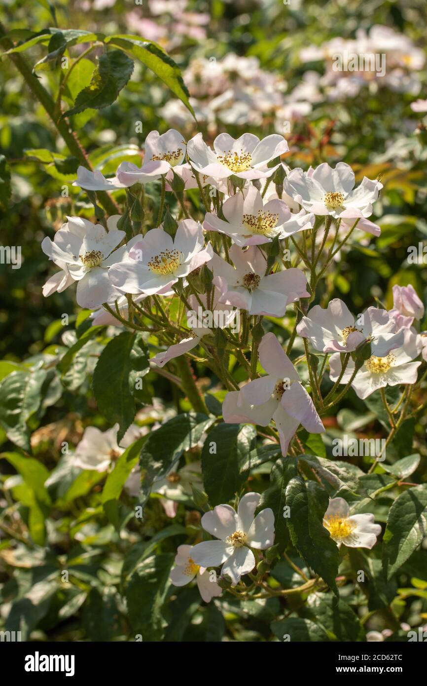 Rose Lyda High Resolution Stock Photography and Images - Alamy