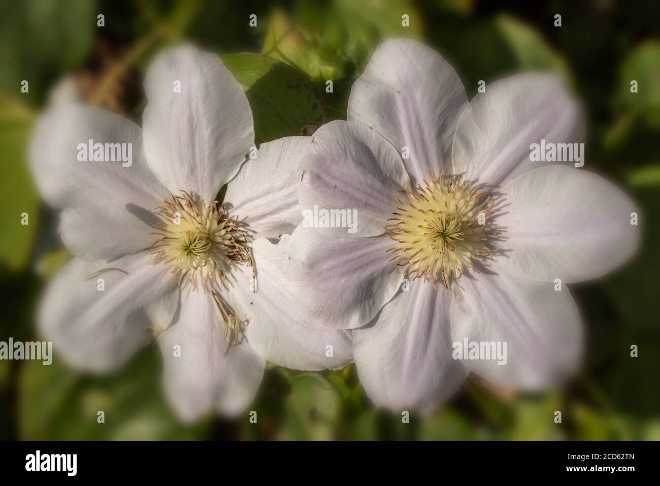 Clematis pink dwarf hires stock photography and images Alamy