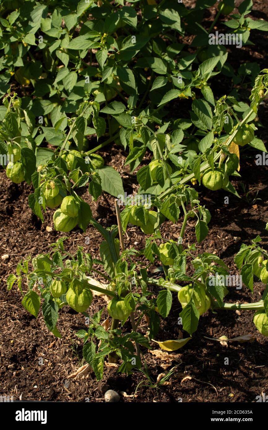 Tomatillo plant and fruit in a garden setting, food ingredient Stock