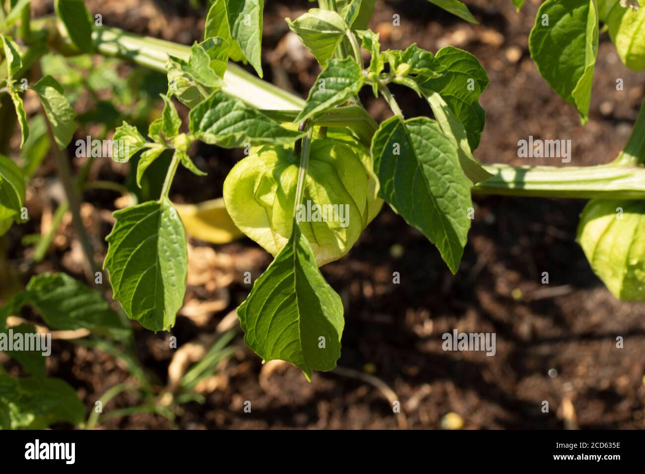 Tomatillo plant and fruit in a garden setting, food ingredient Stock Photo