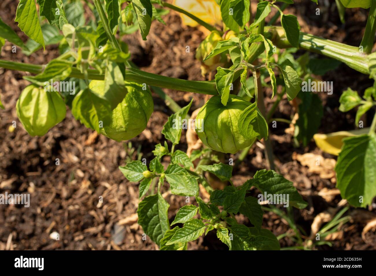 Tomatillo plant and fruit in a garden setting, food ingredient Stock Photo