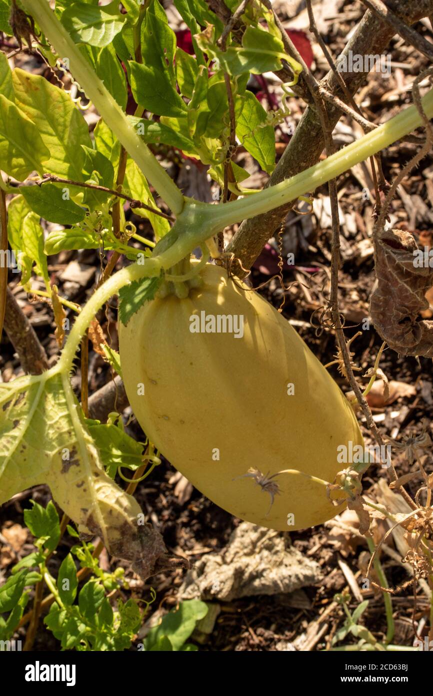 Spaghetti squash plant Stock Photo Alamy