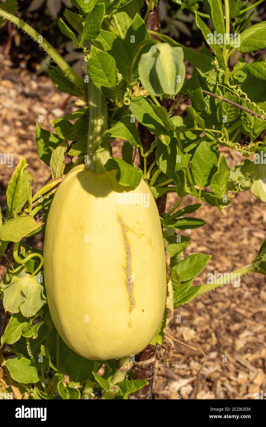 Spaghetti squash plant Stock Photo Alamy