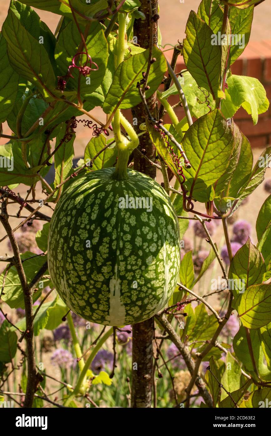 Spaghetti squash plant Stock Photo Alamy