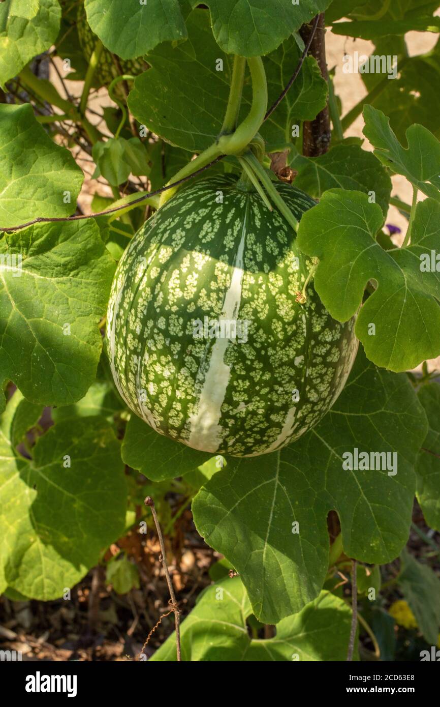 Spaghetti squash fruiting on a trellis in bright sunshine, plant