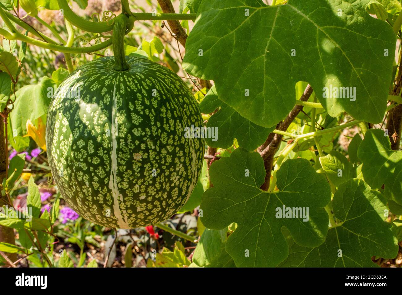Spaghetti squash fruiting on a trellis in bright sunshine, plant