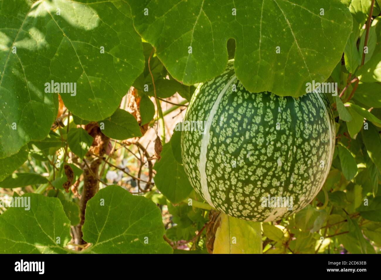 Spaghetti squash fruiting on a trellis in bright sunshine, plant