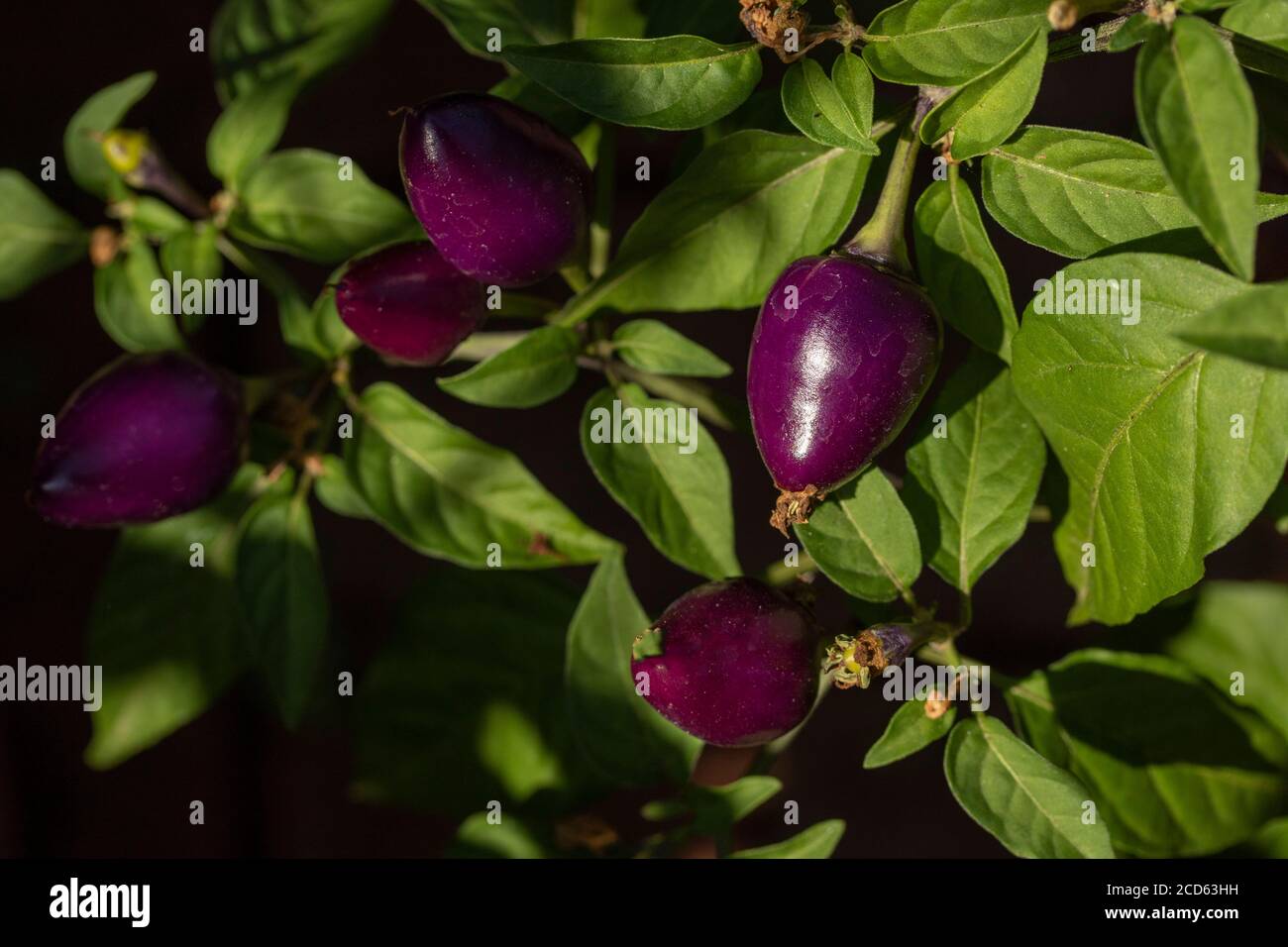 Nahuatl Chilli High Resolution Stock Photography and Images - Alamy