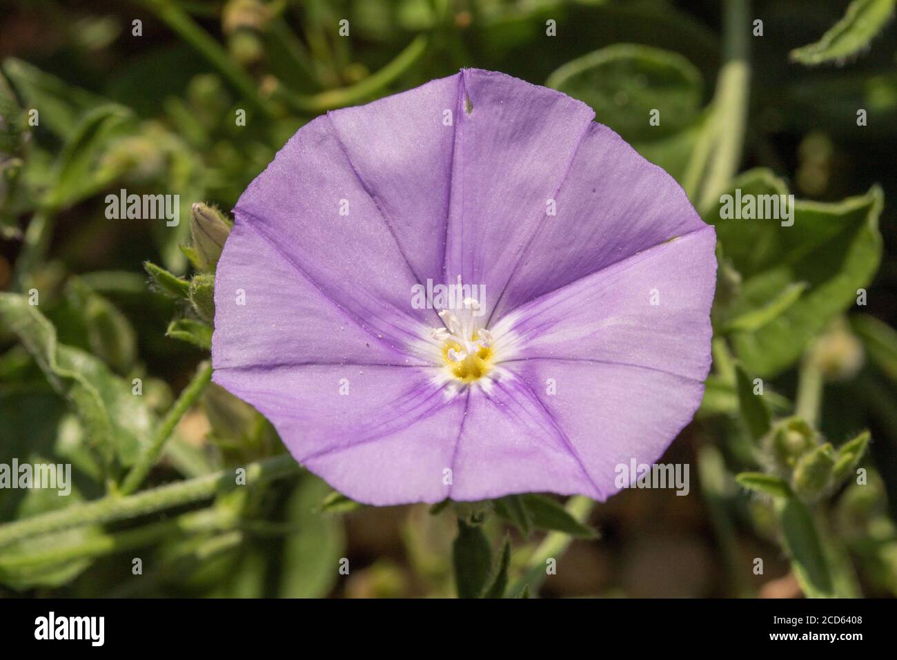 Convolvulos Sabatius plant and flowers in bloom Stock Photo - Alamy