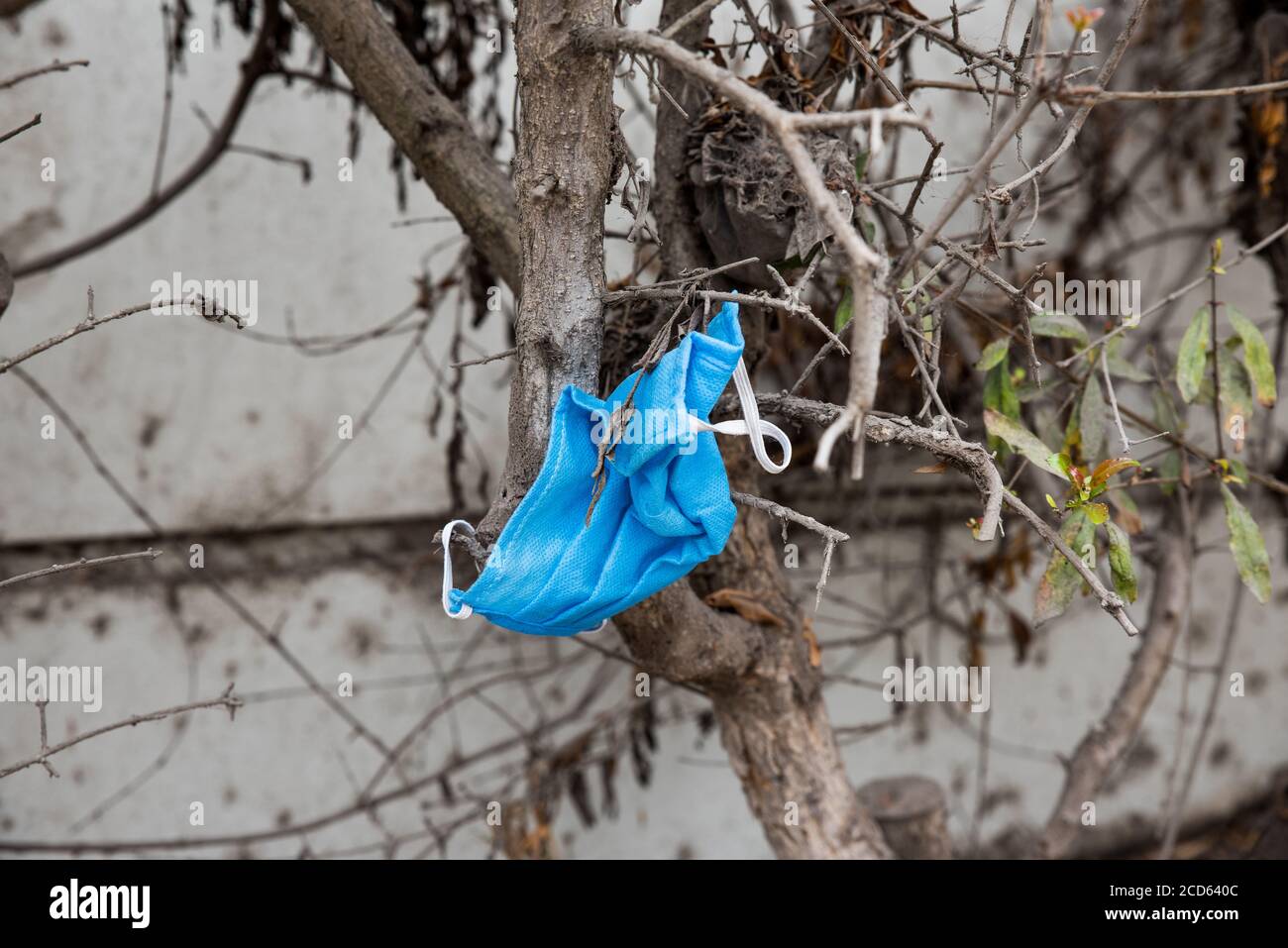 Close up of an abandoned face mask hanging from a tree in Lima, Perú. Careless people. Stock Photo