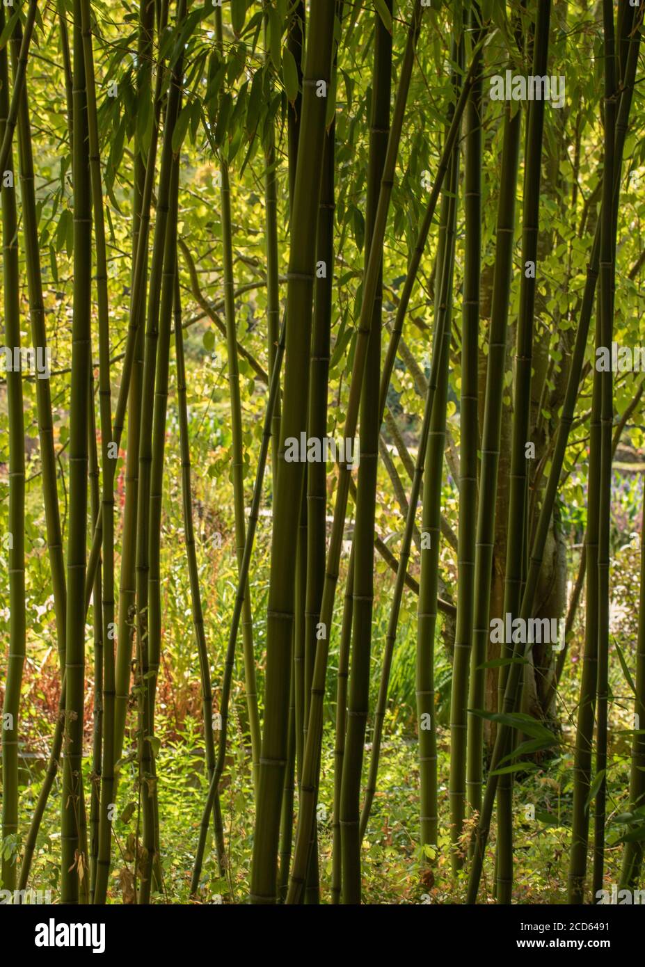 Phyllostachys Purpurata (english bamboo)forming a natural backlit screen in a sunny garden setting Stock Photo