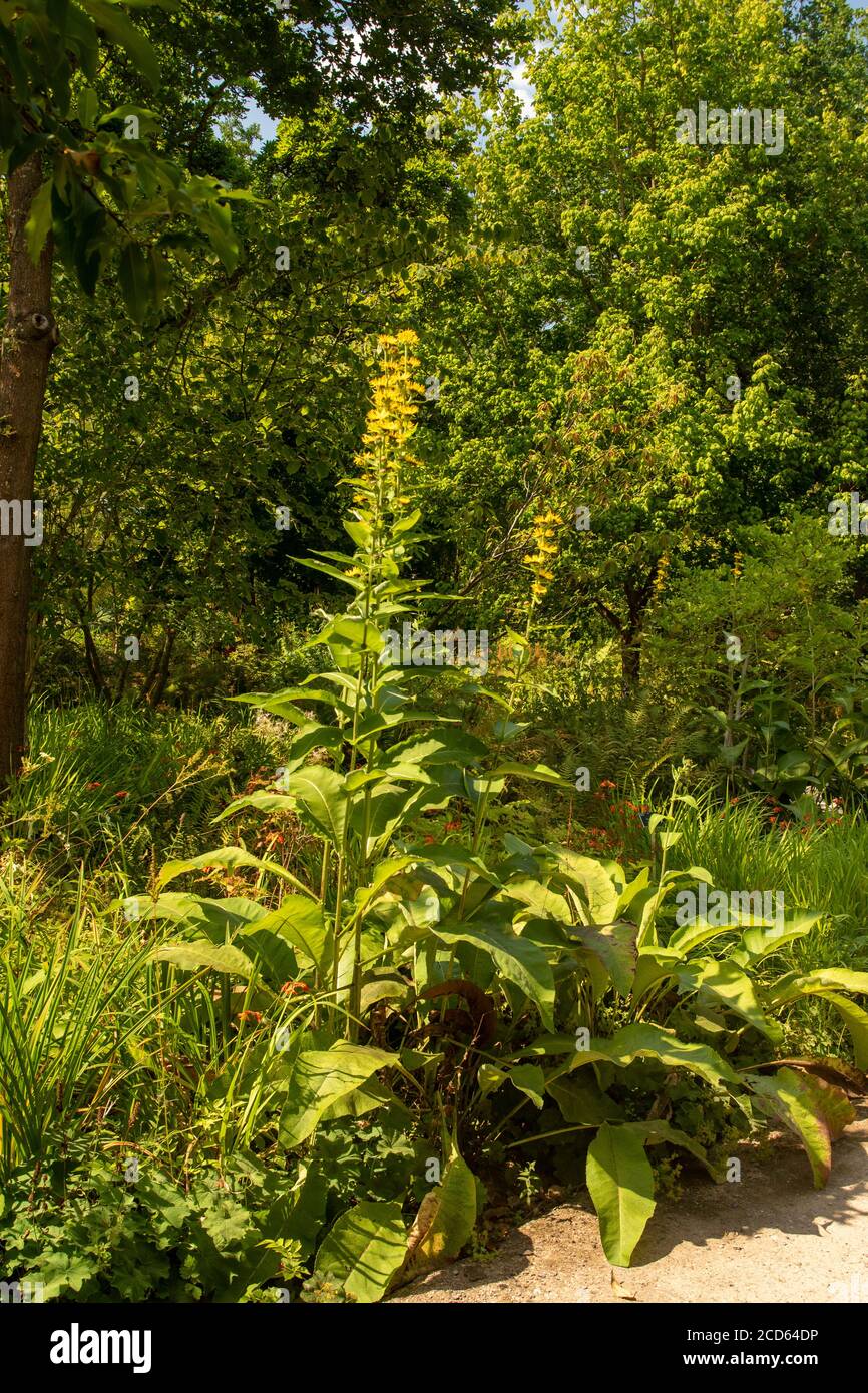 Inula Magnifica in a garden landscape and English summer sunshine Stock Photo