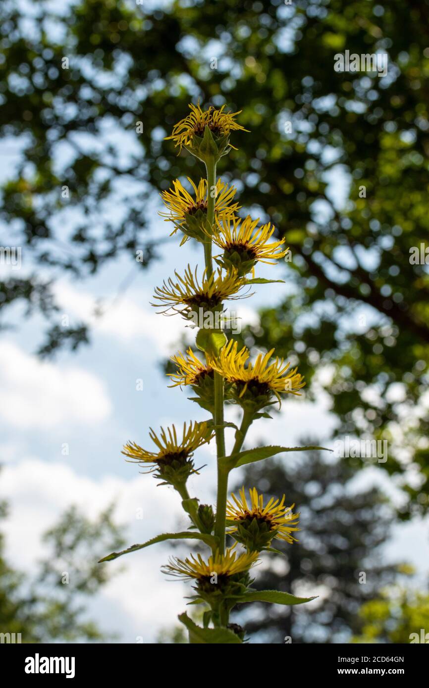 Inula Magnifica in a garden landscape and English summer sunshine Stock Photo