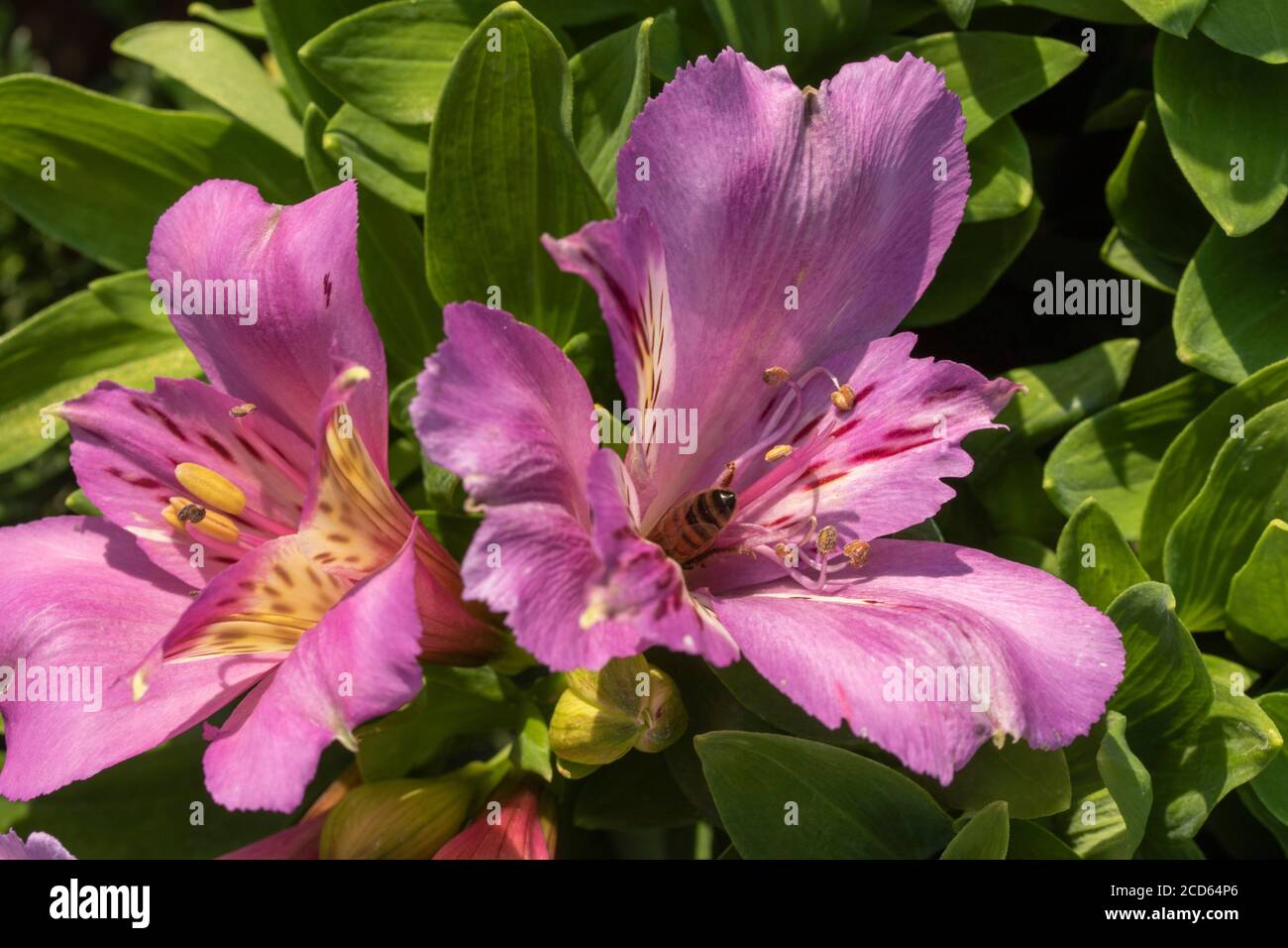 Alstroemeria Inticancha Navoyo natural plant representations Stock Photo