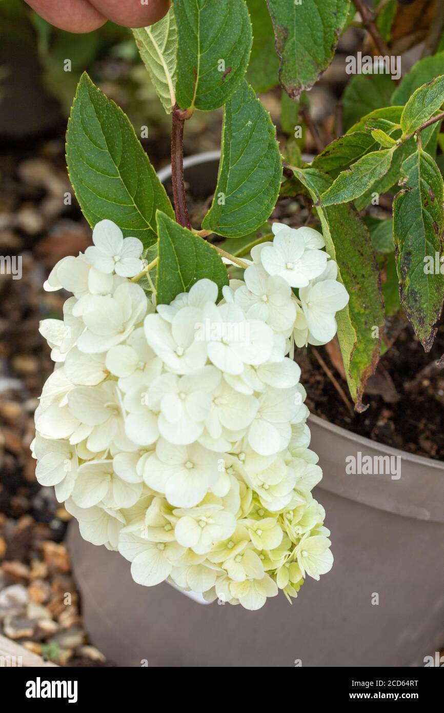 Hydranger Paniculata Sundae Fraise' close up flower portrait Stock ...