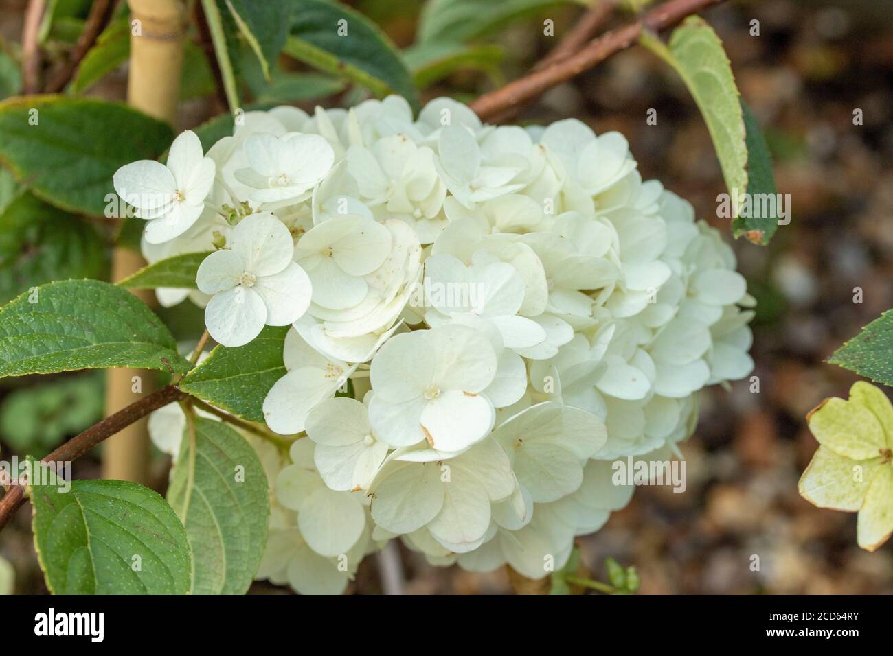 Hydranger Paniculata Sundae Fraise' close up flower portrait Stock ...
