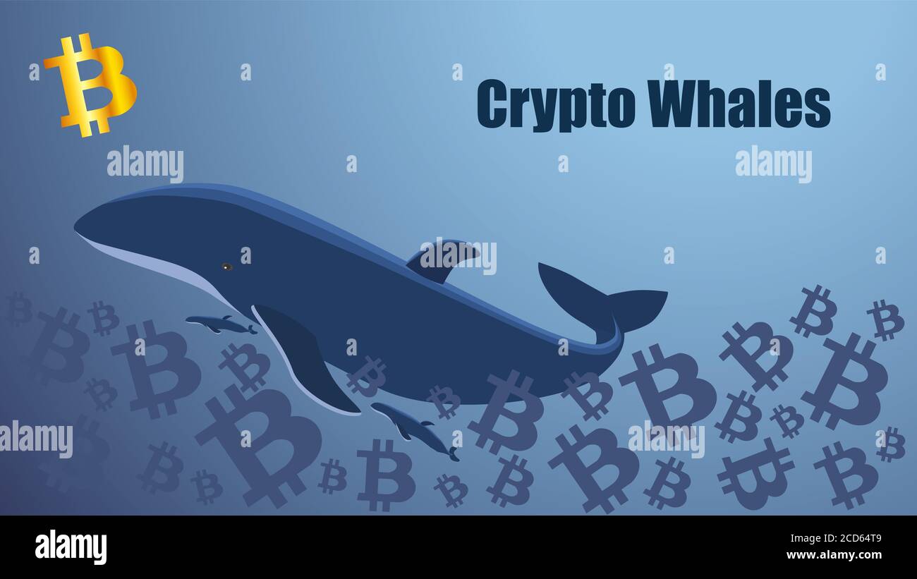 Concept screen with crypto whale floating in the sea of bitcoins. Golden  bitcoin icon. Template for website or news illustration. Blue background.  Vec Stock Photo - Alamy