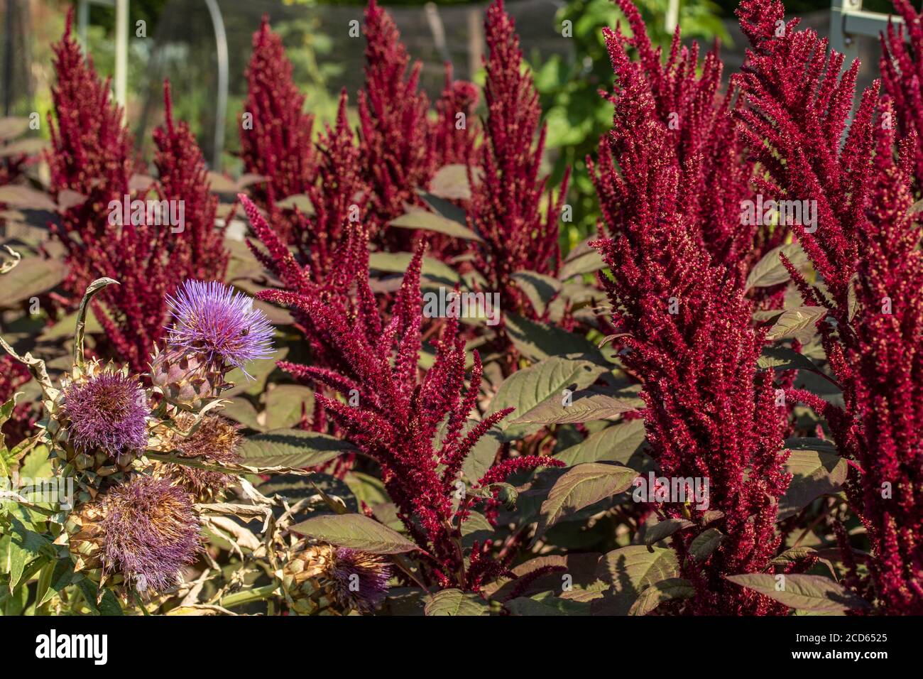 Amaranthus growing in a vegetable garden with green leaves and red flowers Stock Photo Alamy
