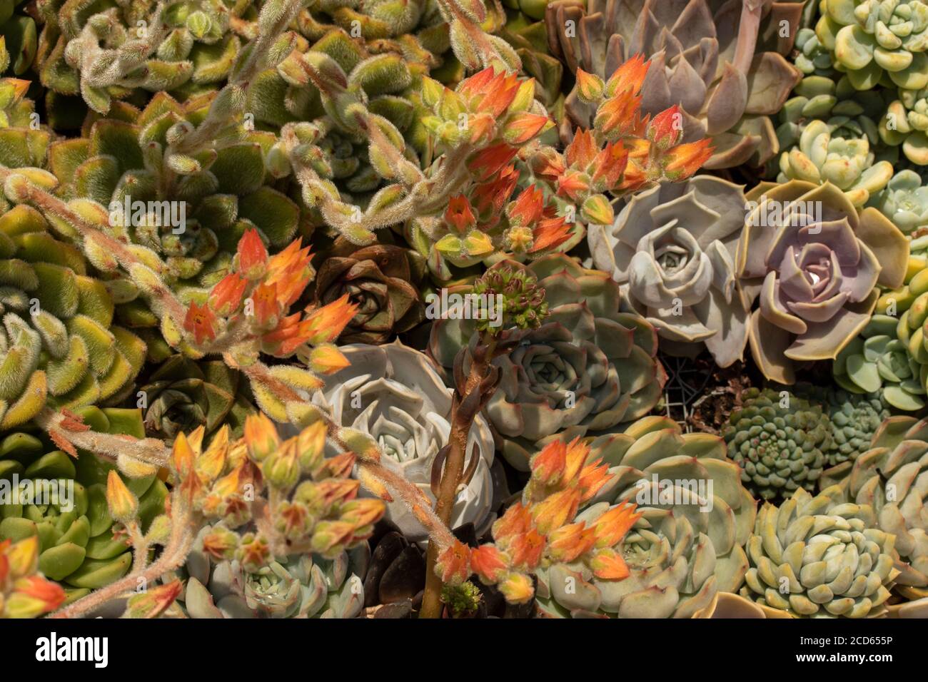 Sempervivum (houseleeks) in close-up, plant portrait Stock Photo