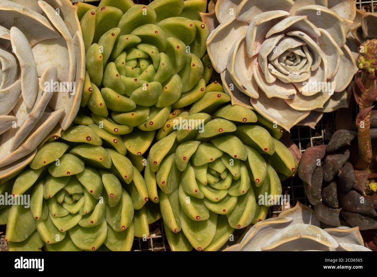 Sempervivum (houseleeks) in close-up, plant portrait Stock Photo