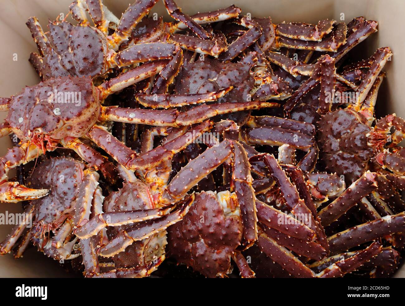 Red king giant crabs called as Kamchatka crab just from water uploaded in container, seafood background Stock Photo