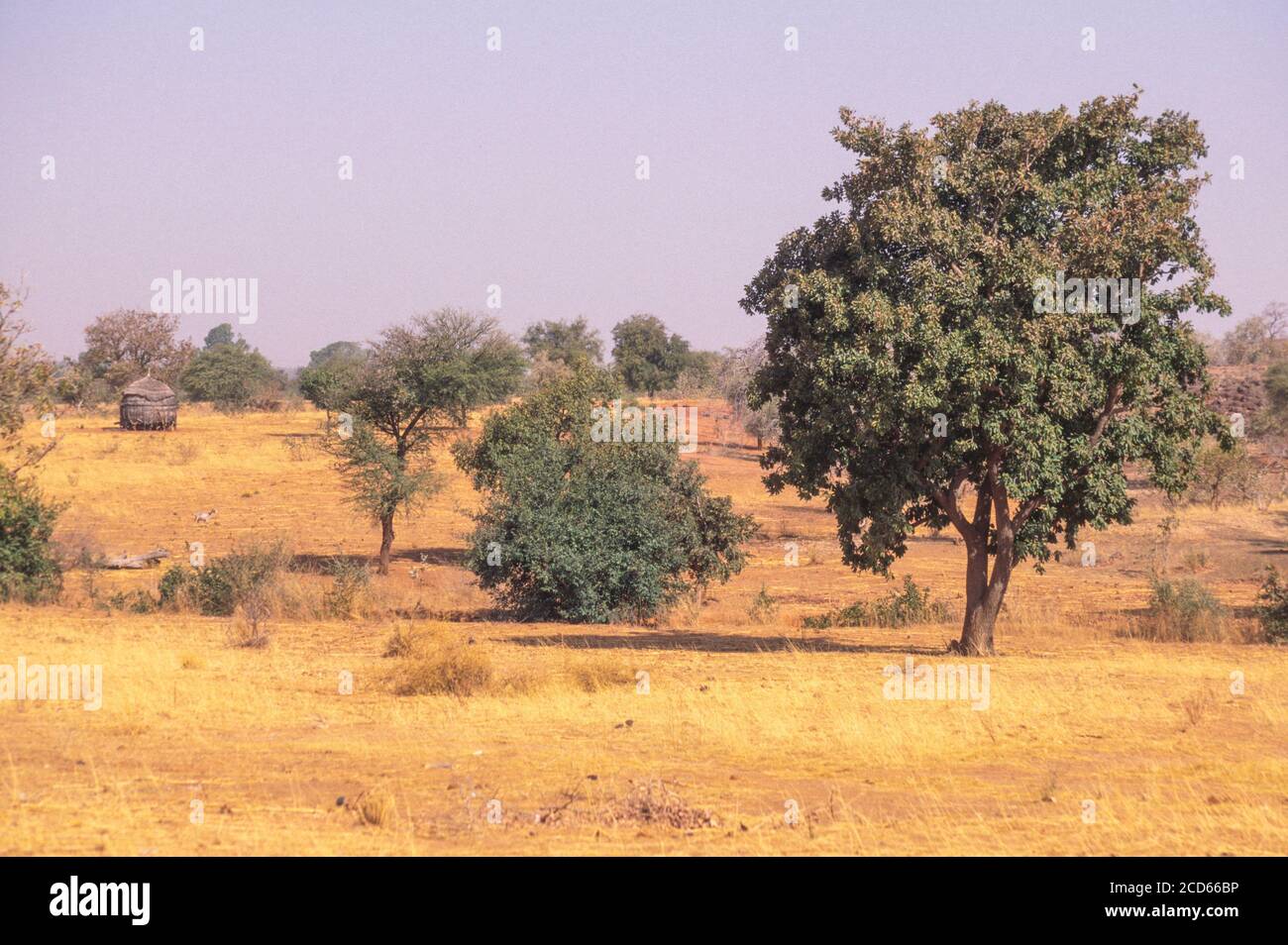 Sheabutter Tree, Butyrospermum Parkii, or Vitellaria paradoxa, Niger Stock Photo Alamy