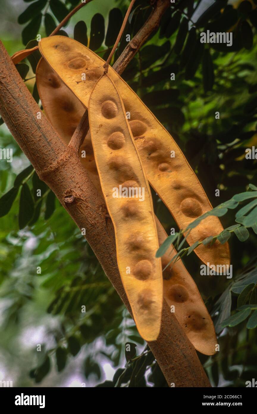 Albizia Lebbeck Seed Pods, Niger. Stock Photo