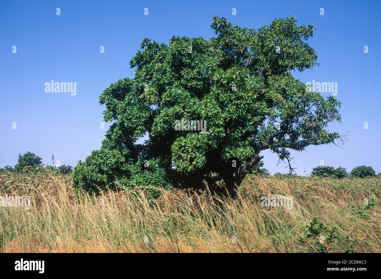 Sheabutter Tree, Butyrospermum Parkii, or Vitellaria paradoxa, Niger Stock Photo Alamy
