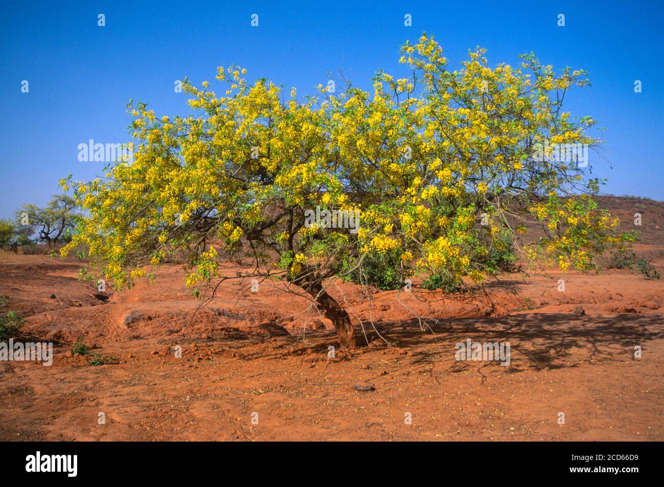 Cassia Sieberiana Tree, Niger. Stock Photo