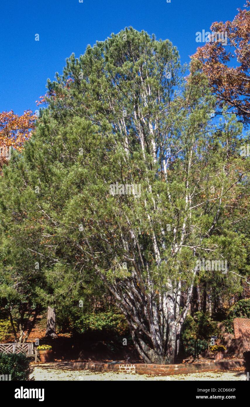 Lace-bark Tree, Pinus Bungeana, National Arboretum, Washington, DC, USA Stock Photo