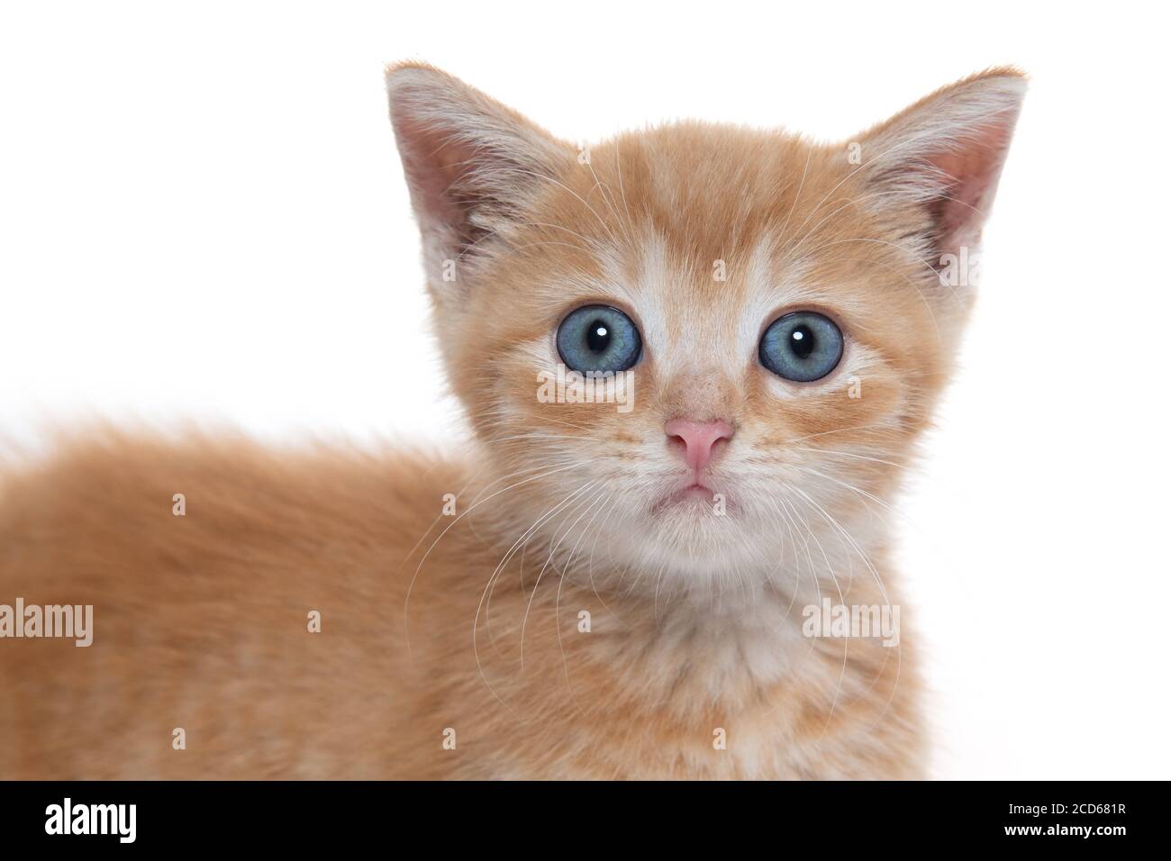 Cute baby tabby kitten isolated on white background Stock Photo - Alamy