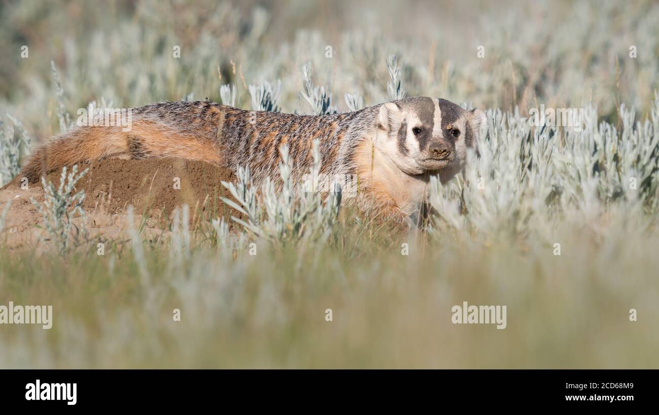 Badger in the Canadian prairies Stock Photo Alamy