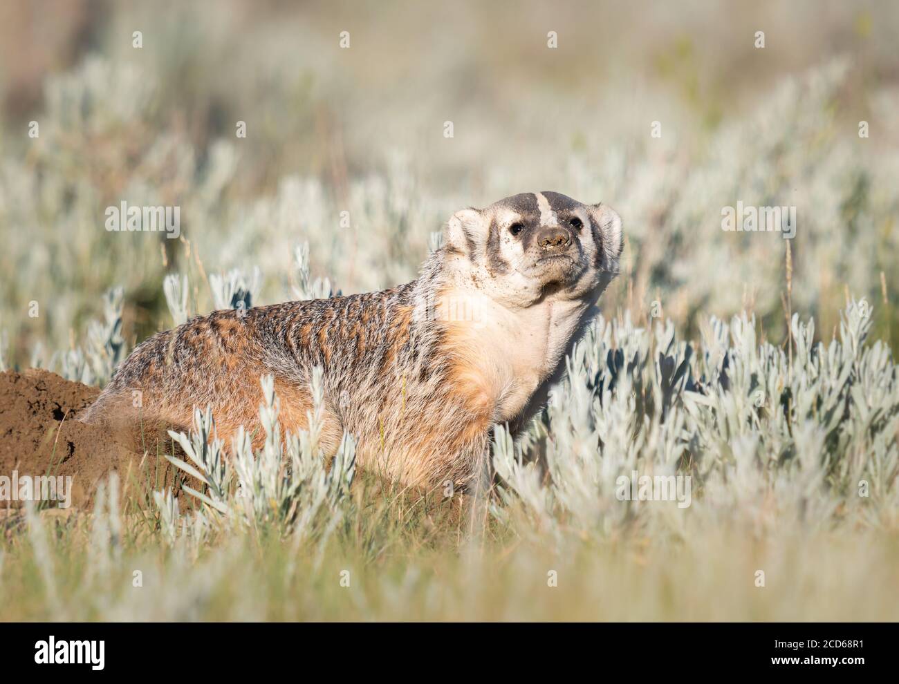 Badger in the Canadian prairies Stock Photo