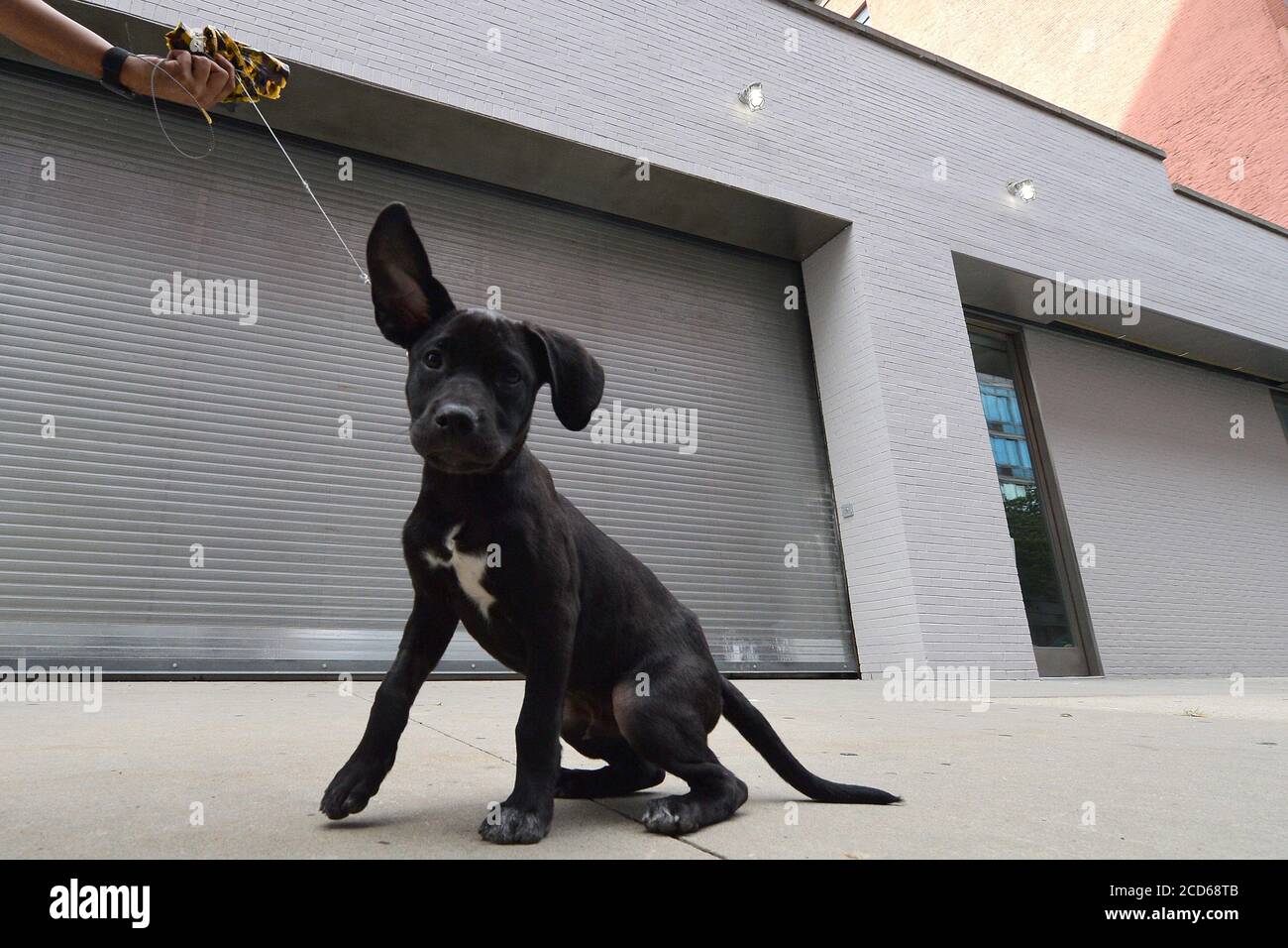 Labrador pitbull mix hi-res stock photography and images - Alamy