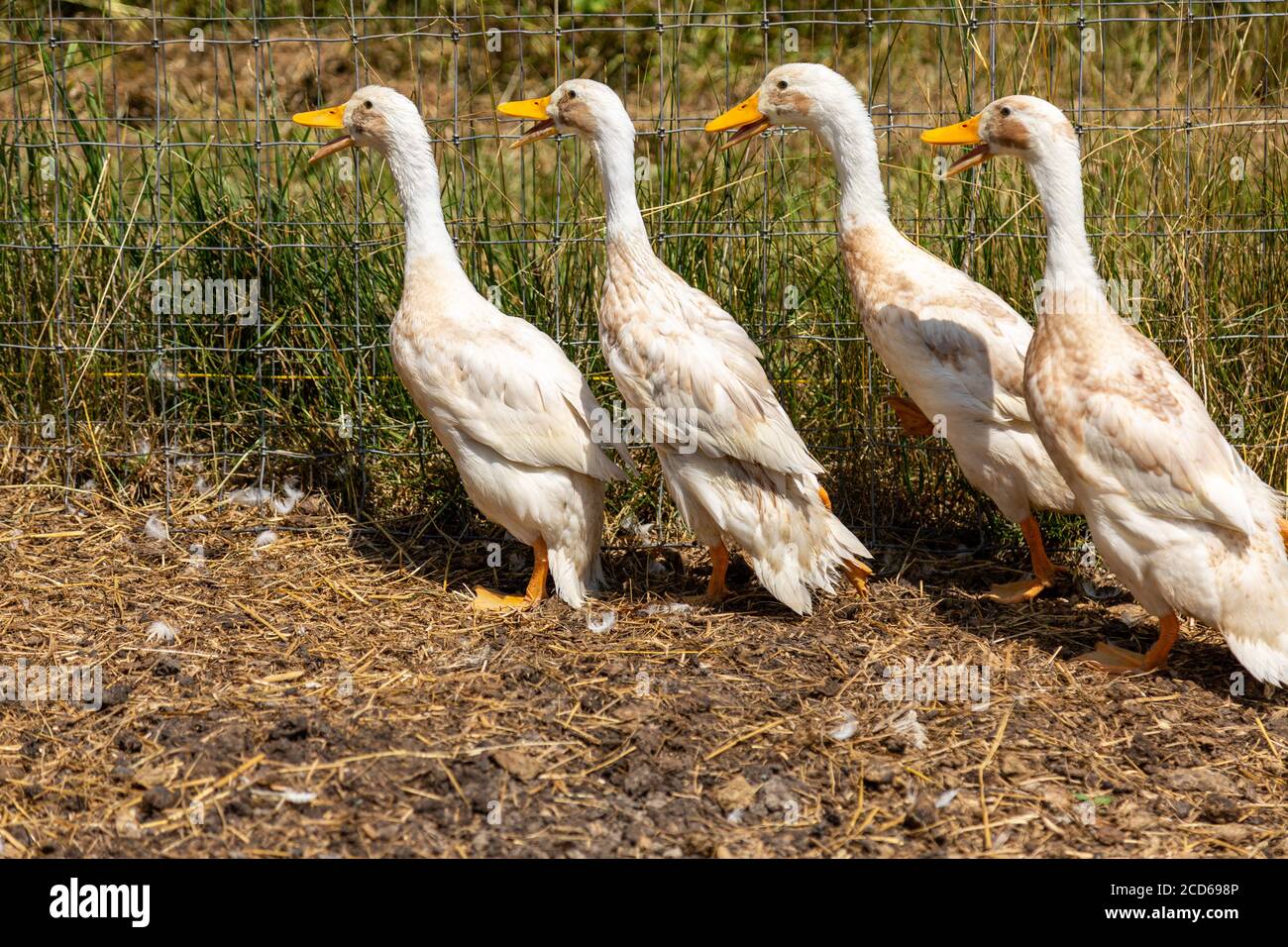 A raft of four Indian Runner ducks march across their DeKalb County, Indiana barnyard. Stock Photo