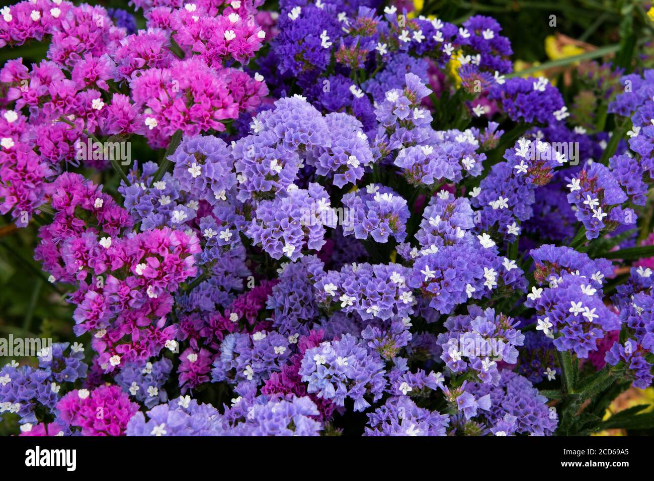 Europe, Malta, Valletta. Colorful Statice flowers, longlasting annuals