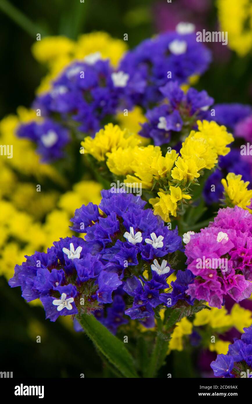 Europe, Malta, Valletta. Colorful Statice flowers, longlasting annuals