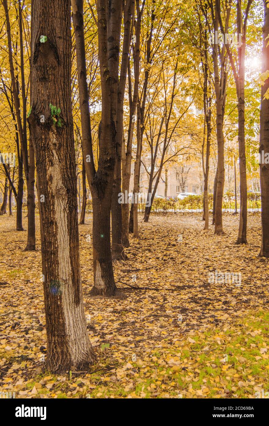 Yellow fallen leaves and trees in the autumn Park, sunlight and glare ...