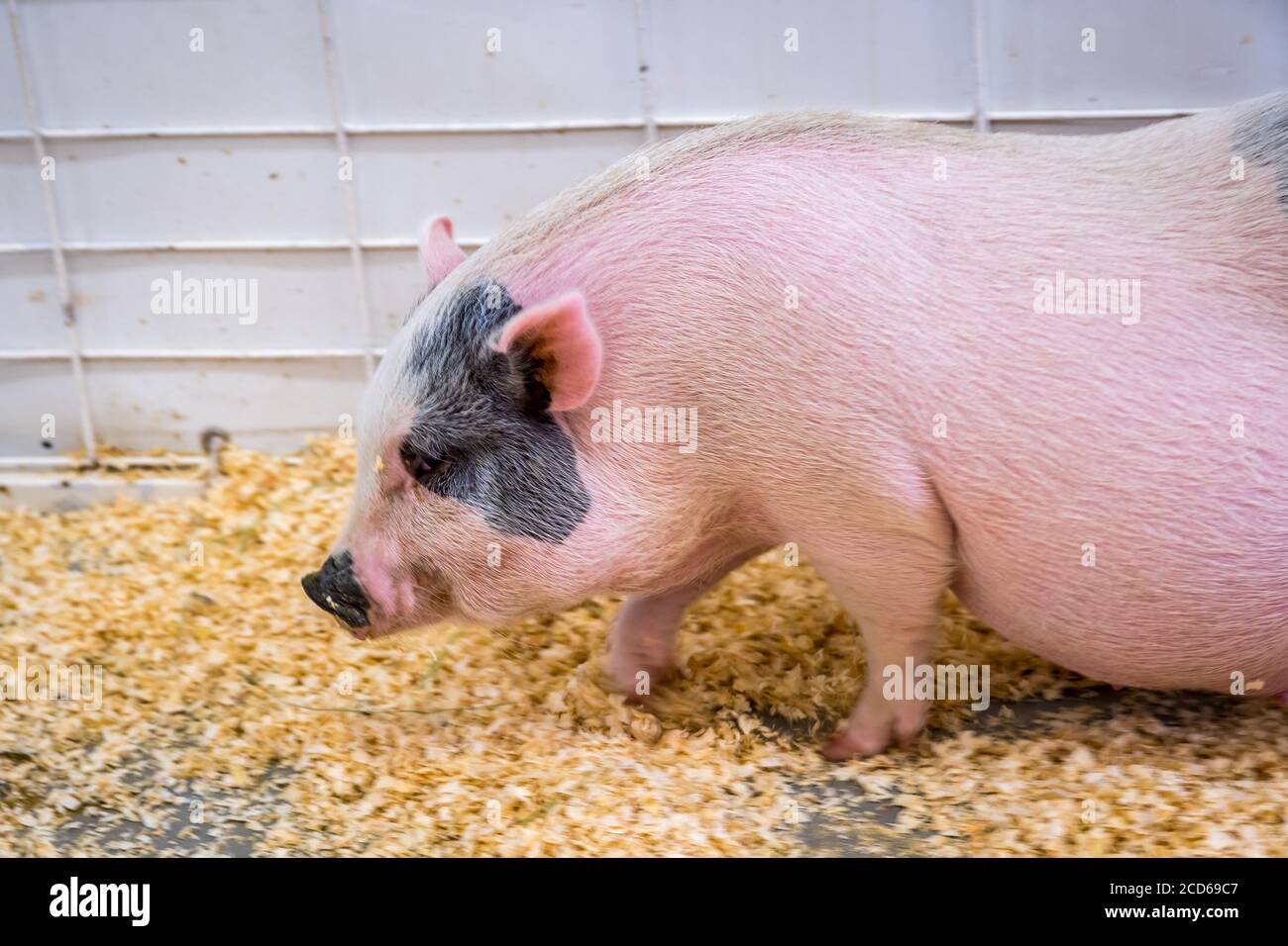 wild-pig-in-arizona-hi-res-stock-photography-and-images-alamy