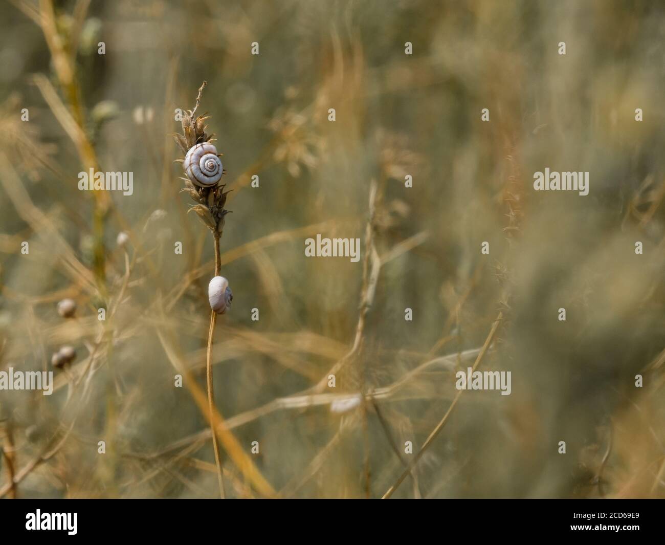 Selective focus on small spiral shells of steppe snails on dried plant stems. Beautiful natural background. Macro shot of molluscs in the wild. Copy Stock Photo
