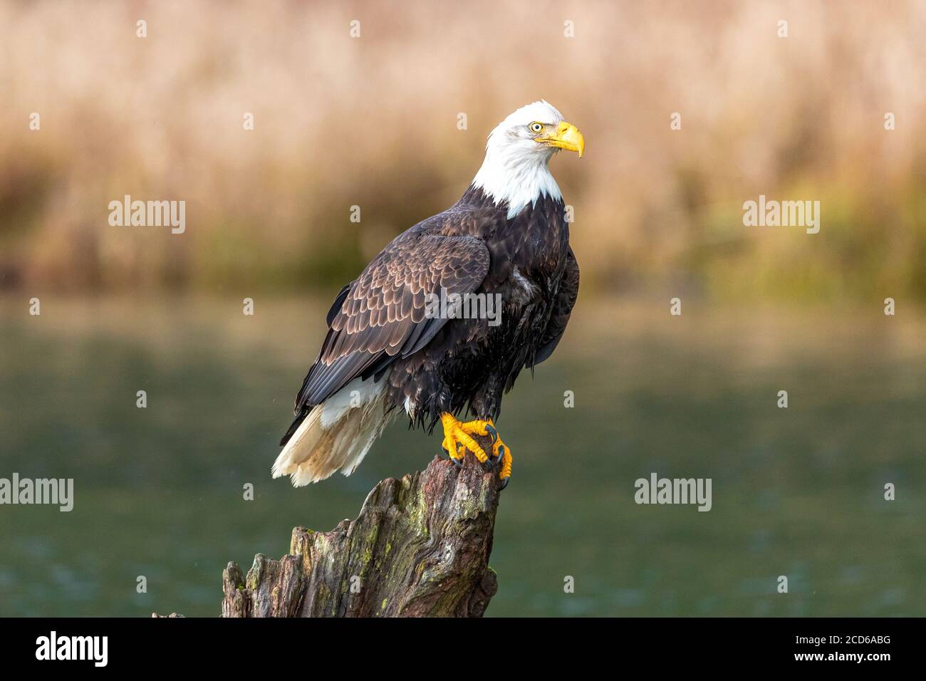 Bald Eagle sitting on a tree stump on the river Stock Photo