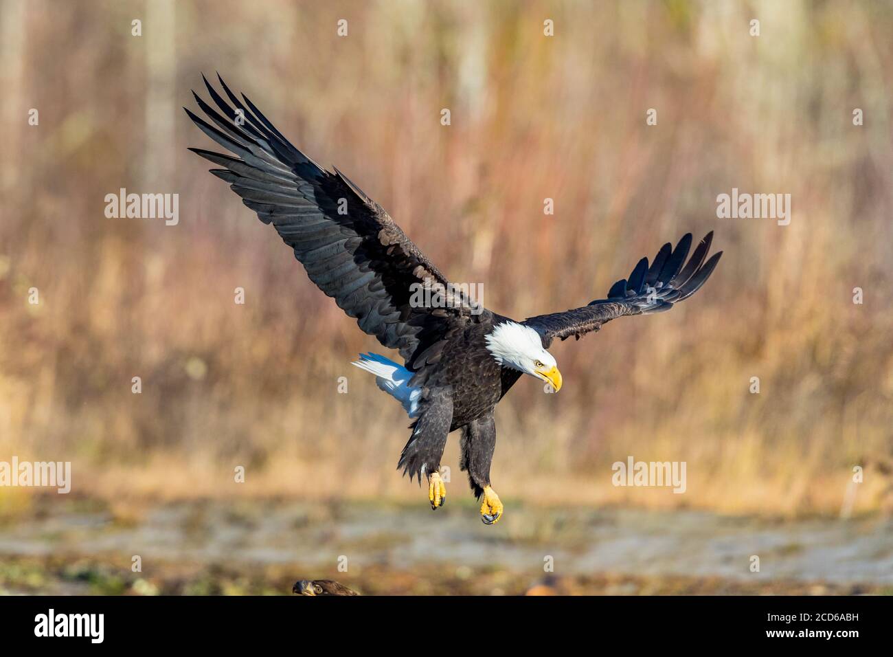 Bald Eagle coming in for a landing Stock Photo