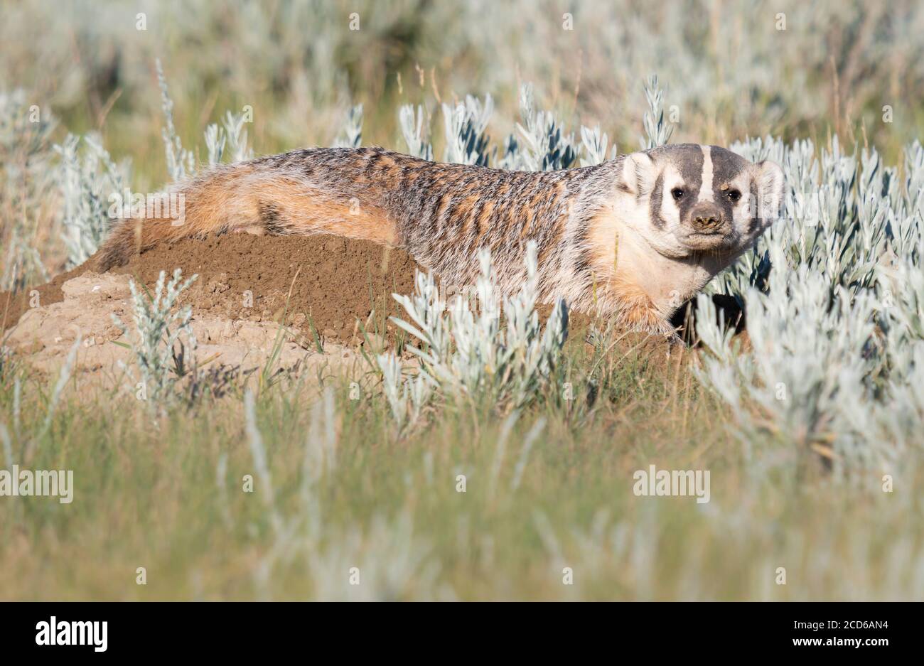 Badger in the Canadian wilderness Stock Photo Alamy