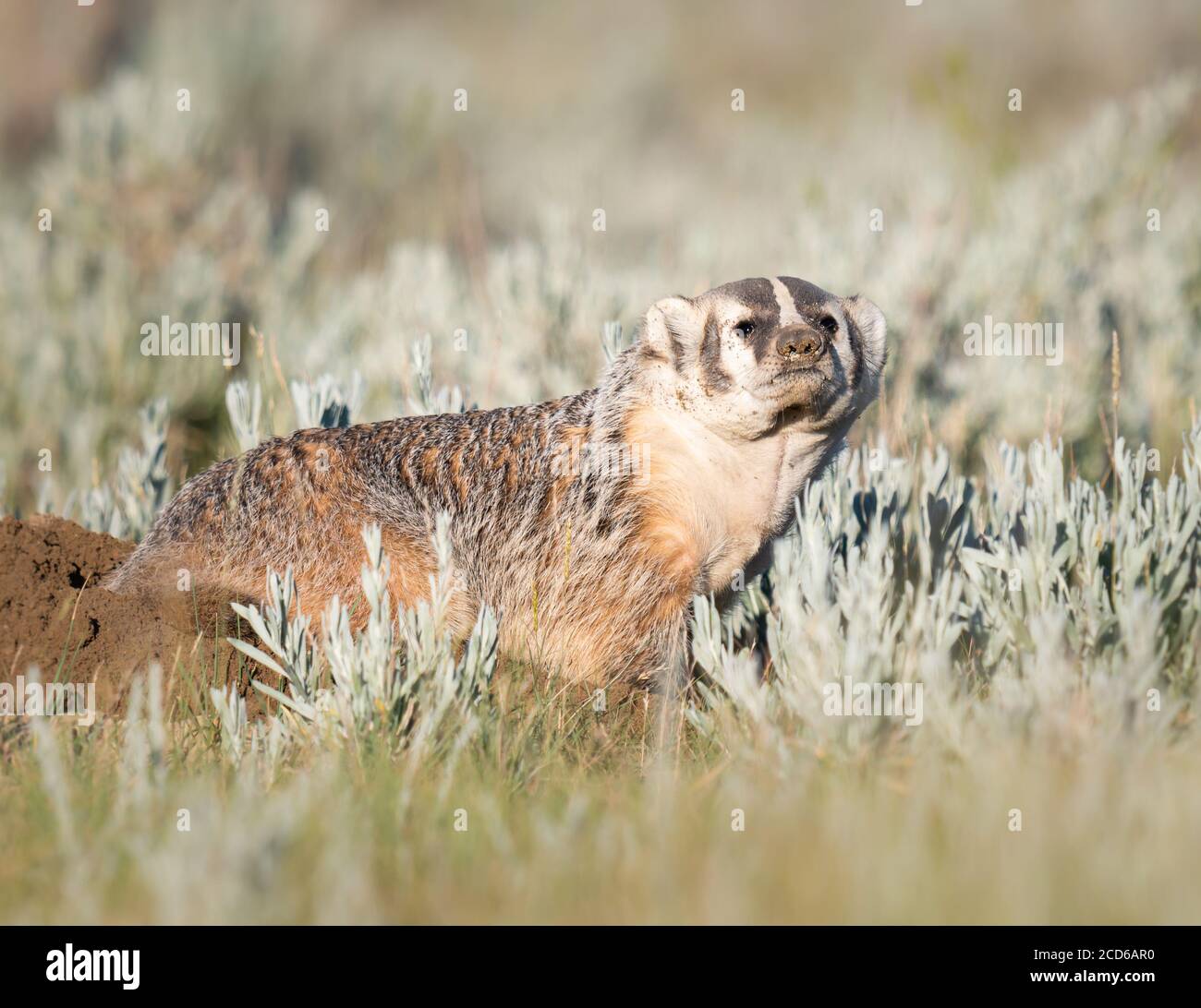 Badger in the Canadian wilderness Stock Photo Alamy