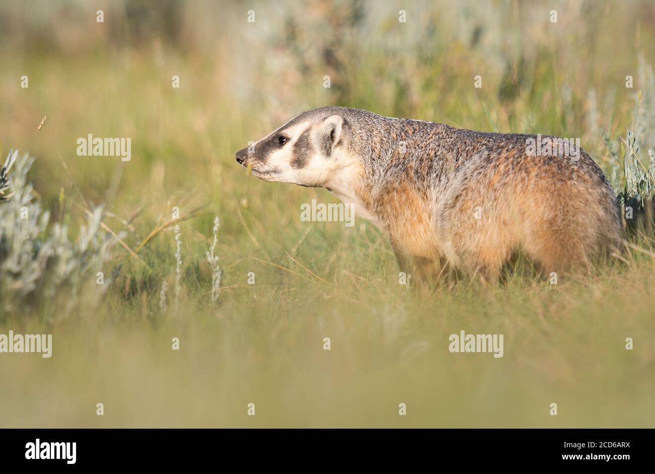 Badger in the Canadian wilderness Stock Photo Alamy