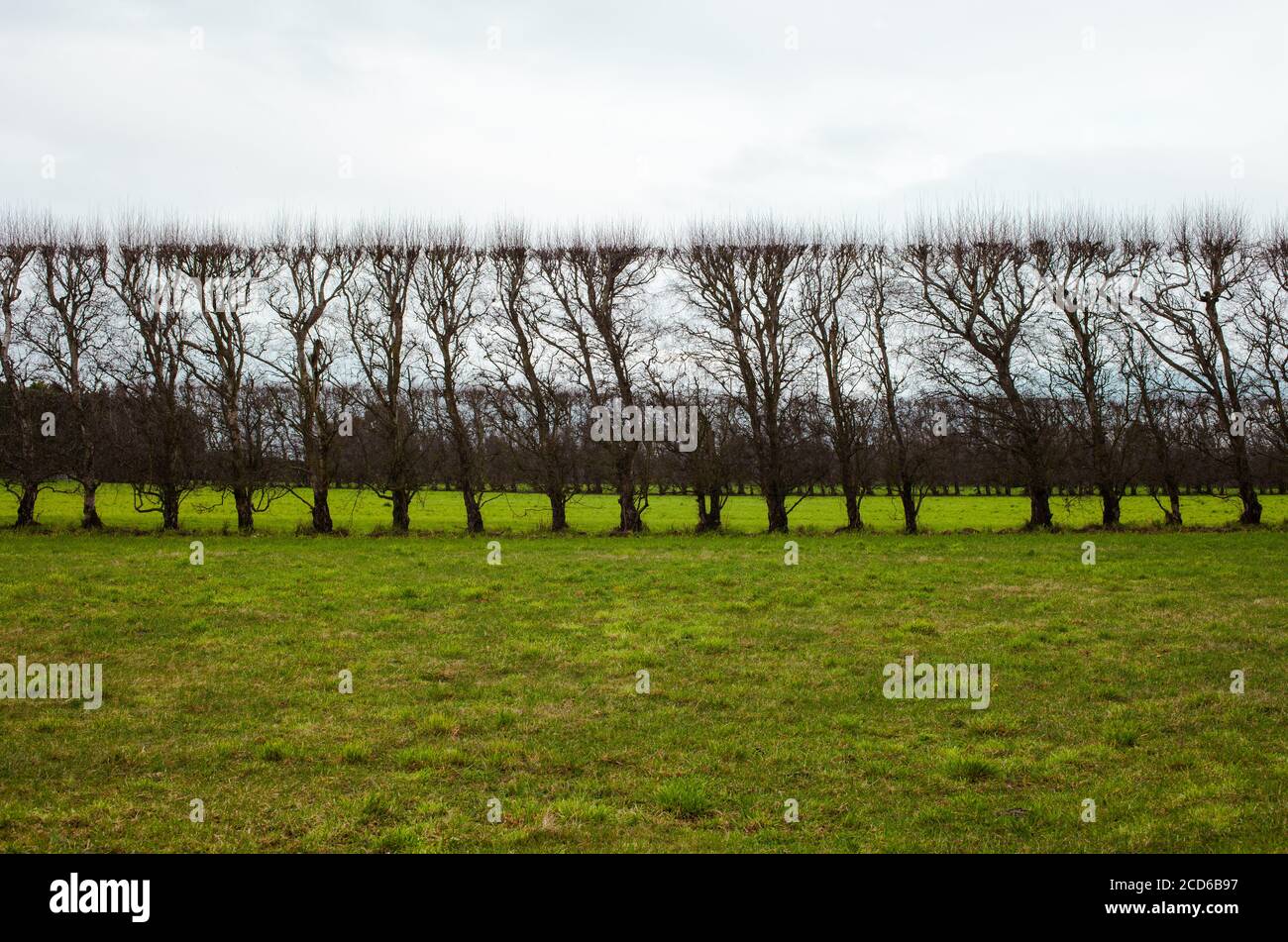 New Zealand Countryside: iconic kiwi sights: shelter-belts of trees ...