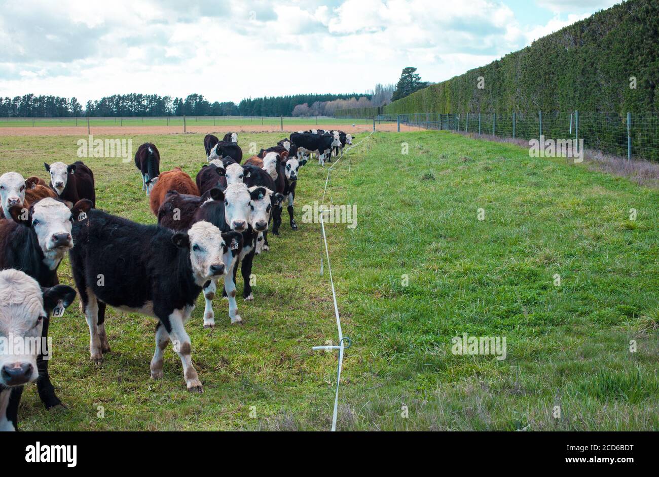 New Zealand Countryside: iconic kiwi sights: herds of cattle and strip-feeding. Stock Photo