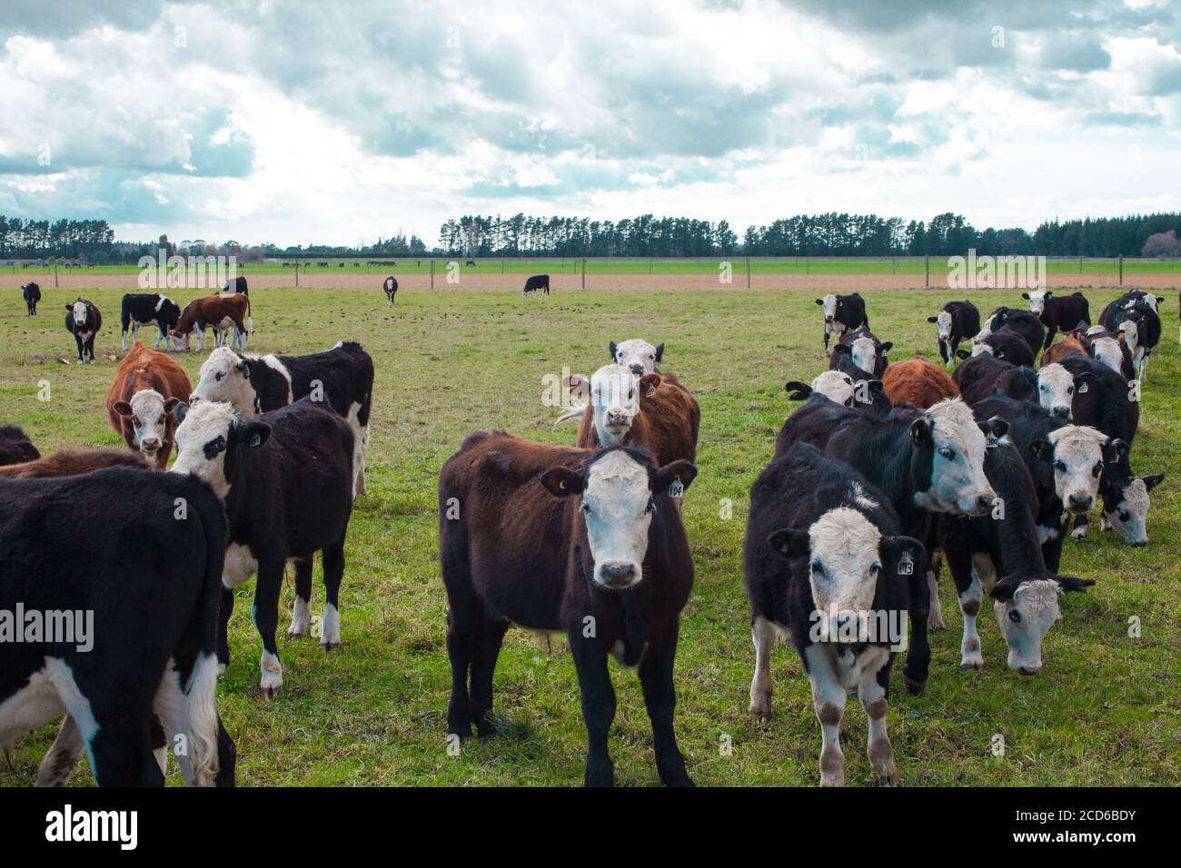 New Zealand Countryside: iconic kiwi sights: herds of cattle. Stock Photo